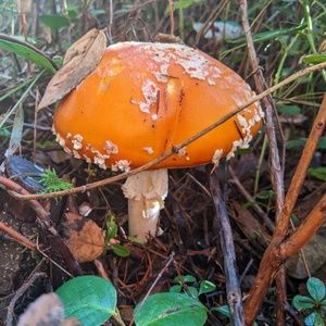 Meet your Posher, Lennox